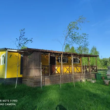 Letniskowy - Zolty-caloroczny